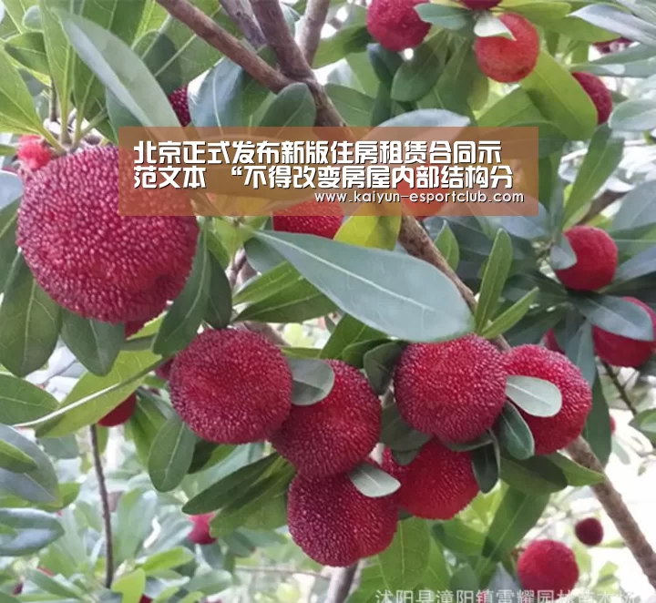 开云电竞APP